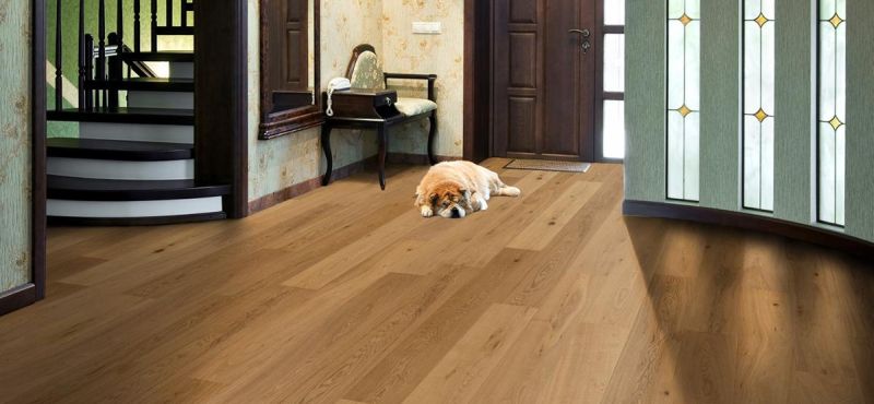 wood-flooring-and-dog|dog-on-the-floor